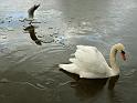 Swan and Gull